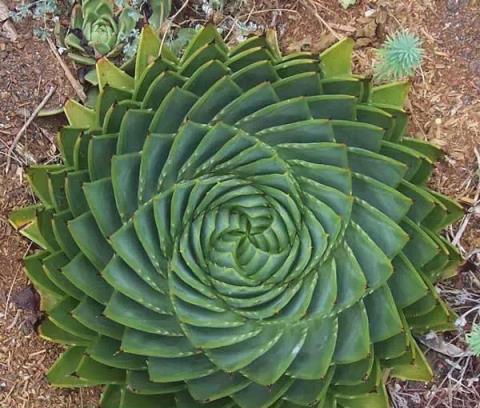 這五種「天價」多肉植物，讓月薪兩千的花友望而卻步！