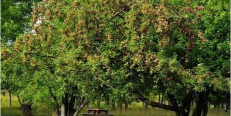 庭院、陽臺、窗臺秒變菜園，超實用地景蔬果在這裡……