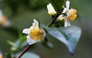 蟹爪蘭長壽花、蘭花茶花，開花後的處理方法！