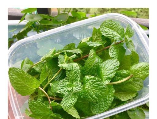 輕鬆養出繁茂薄荷，掌握三個關鍵技巧