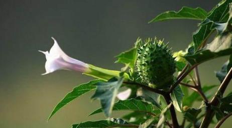 曼陀羅花，這種鄉間常見的花卉有毒，別被它的花矇蔽了