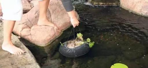 看別人怎麼種出盆栽睡蓮，簡單4步學會，別到了夏季只有羨慕的份