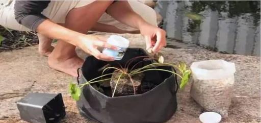 看別人怎麼種出盆栽睡蓮，簡單4步學會，別到了夏季只有羨慕的份