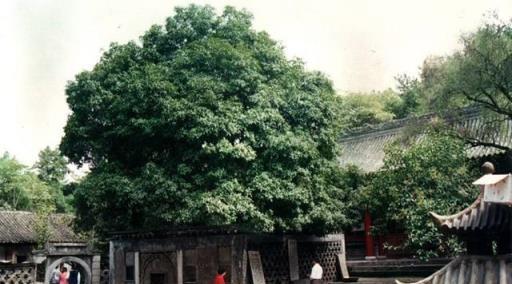 談農村：農村小院幾種吉祥植物，你種了嗎？