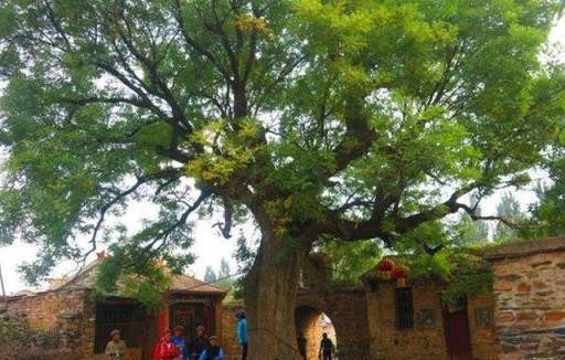 談農村：農村小院幾種吉祥植物，你種了嗎？