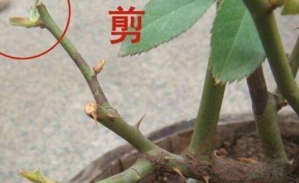 陽臺族怎樣種月季？記住這幾個小訣竅，你的月季也能開的繁花似錦