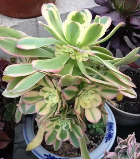 魅力四溢的多肉法師，令人驚歎的植物藝術-imomo植物識別