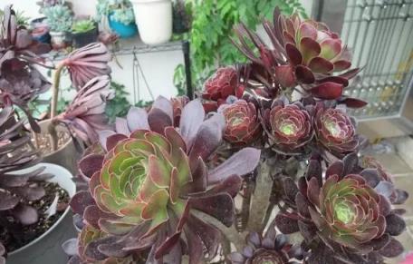 魅力四溢的多肉法師，令人驚歎的植物藝術-imomo植物識別