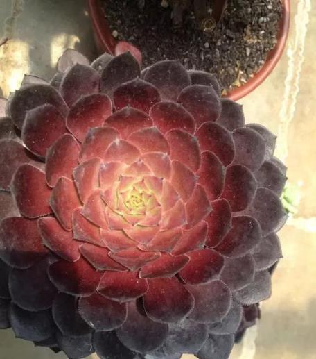 魅力四溢的多肉法師，令人驚歎的植物藝術-imomo植物識別