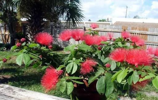 養花30年總結出8種耐熱、耐晒的夏季花卉，養在花盆裡四季開花