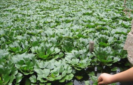 這種長在水裡的果子才叫「水果」，外形很像餃子，只有夏天才會有