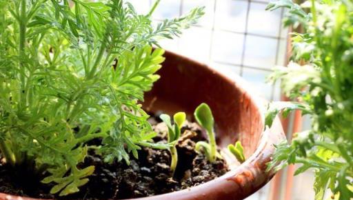 臥室裡適合養什麼植物？這五種花草好養好看，還能助你香甜入睡