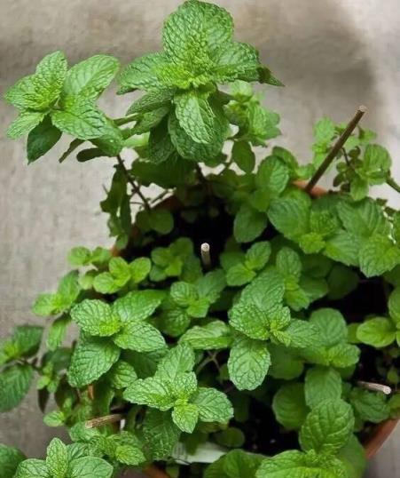 臥室裡適合養什麼植物？這五種花草好養好看，還能助你香甜入睡