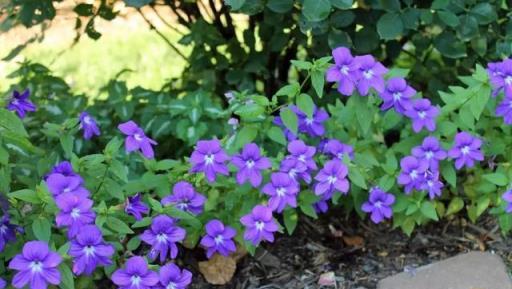 這9種花卉雖然只能活一年，但我年年都想要多養幾盆