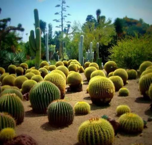 仙人掌做成花園，照樣美呆了！