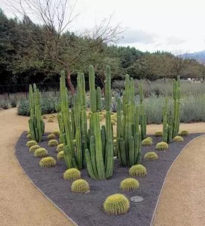 仙人掌做成花園，照樣美呆了！