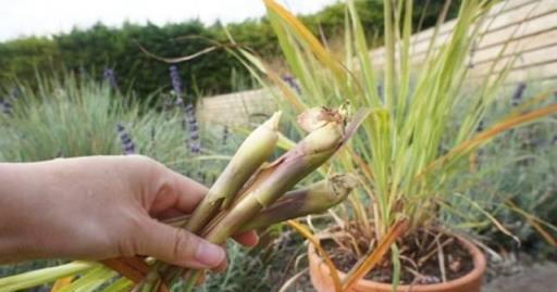 在院子陽臺種下這7種植物，蚊蟲就再也不敢飛進來