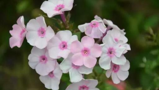 菊花君子蘭月季秋天這樣施肥，花開到爆！