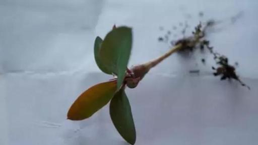 她家的虎刺梅四季花開不斷！滿枝都是花！怎麼做到的？