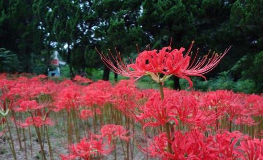 常見花卉知識普及（九）——彼岸花