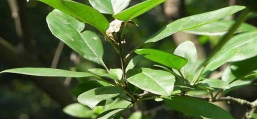 橡皮樹是什麼植物？以及他有什麼特性！還是就是養植方法！