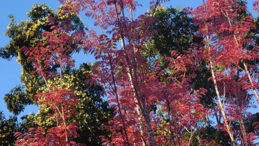 農村院子不要亂種樹，6種辟邪又護宅的「風水植物」，你知道幾個