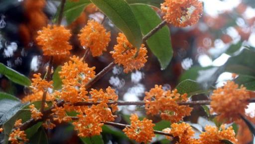 農村院子不要亂種樹，6種辟邪又護宅的「風水植物」，你知道幾個