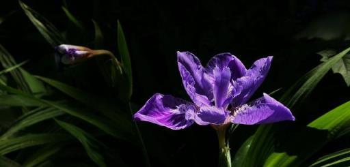 每日一花：「藍色妖姬」——鳶尾花