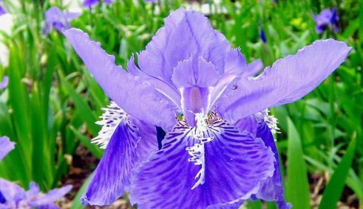 每日一花：「藍色妖姬」——鳶尾花