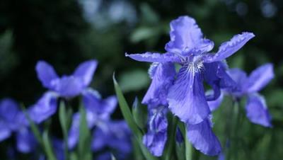 每日一花：「藍色妖姬」——鳶尾花