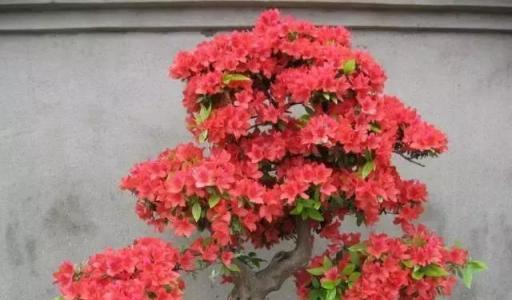 杜鵑這樣做,妥妥的可以開爆花!-imomo植物識別