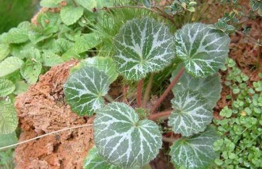 10種適合適合養在樹蔭下、陰暗處的植物，沒光照也能開花