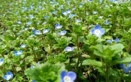 院子裡的野花野草，種一點鄰居羨慕的不行！