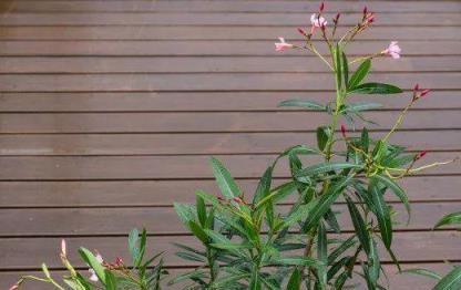 這些有毒植物基本每個花友都養過，還是放房子外面養適合