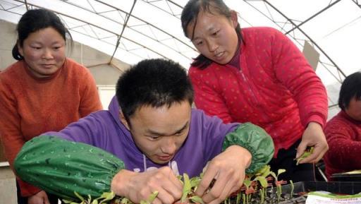 想不想在一棵果樹上嫁接出多種水果，方法很多，學會再不羨慕人了