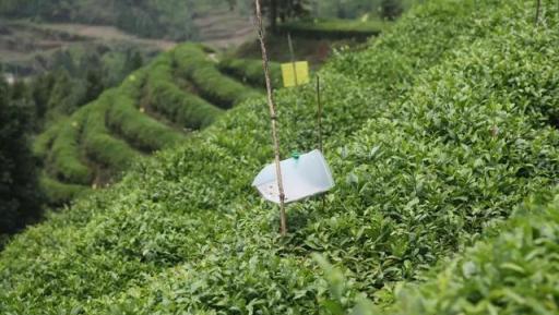 掌握病蟲害防治技巧：讓你的植物健康茁壯