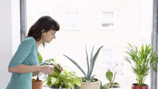 室內盆栽植物用這些方法養，再也不會有植物殺手了