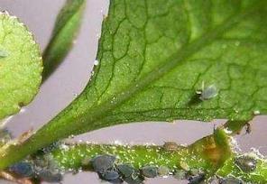 養花人必備：盆栽植物的保護神，盆裡撒點它，葉大根壯無蟲害！