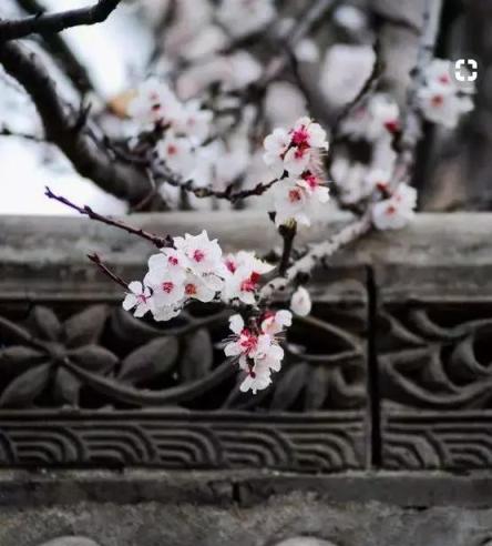 寒冬下盛開的梅花，美的驚豔了時光！