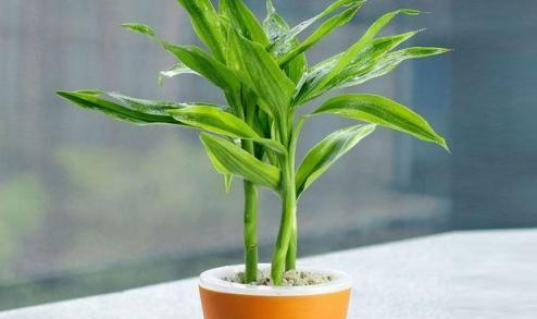 「4種」植物施肥需注意，掌握這幾點，輕鬆養滿盆