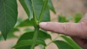 你的花卉為何不開花？學會植物學這個概念，你就能成為養花高手了