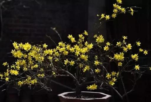 迎春花應該如何養，值得一學！