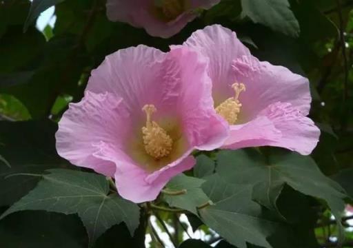 常見園林花卉植物開花月份對照一覽表