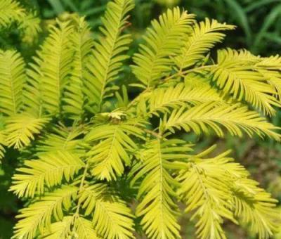 植物分類解碼，喬木與灌木的區別詳解-imomo植物識別