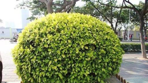 植物分類解碼，喬木與灌木的區別詳解-imomo植物識別