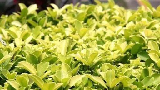 植物分類解碼，喬木與灌木的區別詳解-imomo植物識別