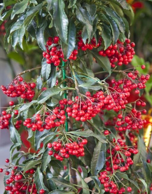 春節家裡適合擺放什麼花和綠植？這七種漂亮喜慶、好養、淨化空氣