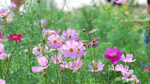 這3種花撒一把種子在地上，6歲小孩也能種出一片花海！