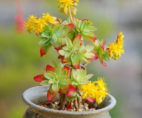 多肉植物開花到底要不要剪掉花劍？