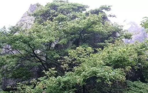 鄰居在山裡撿野貨樹樁，盆栽後價值上萬，羨慕啊!